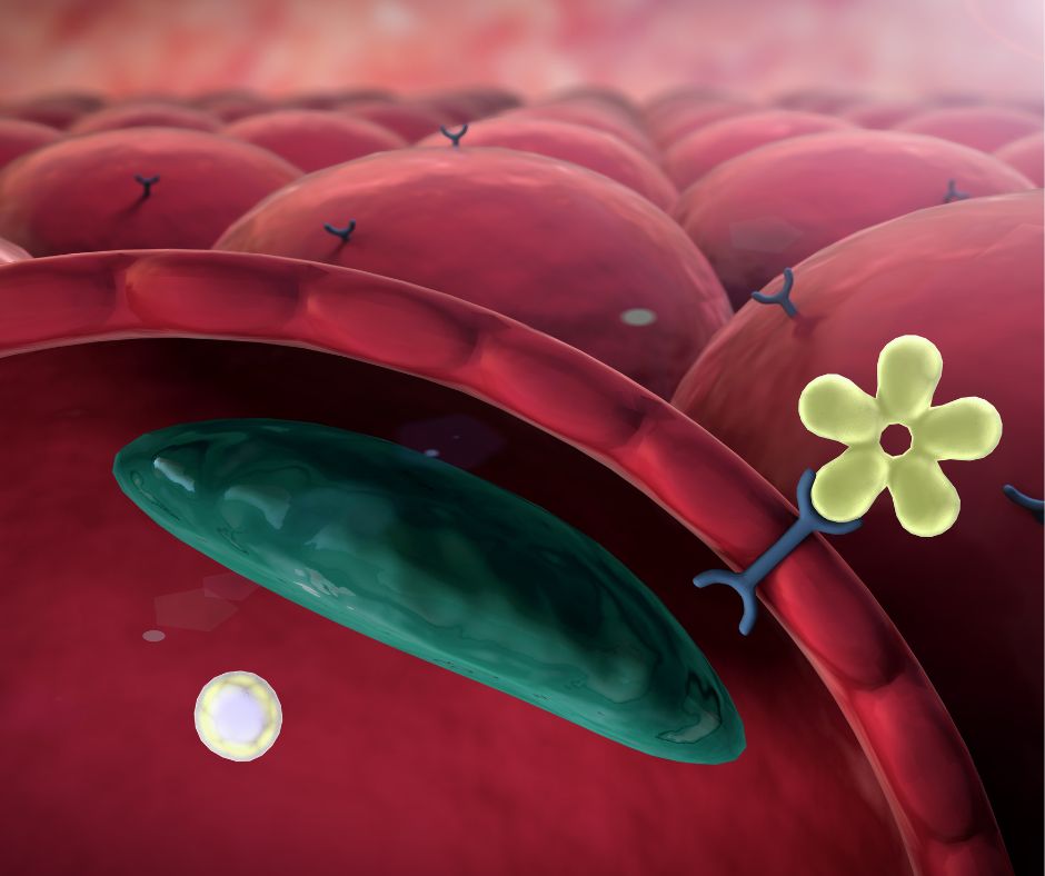 What is Insulin&nbsp;Resistance?